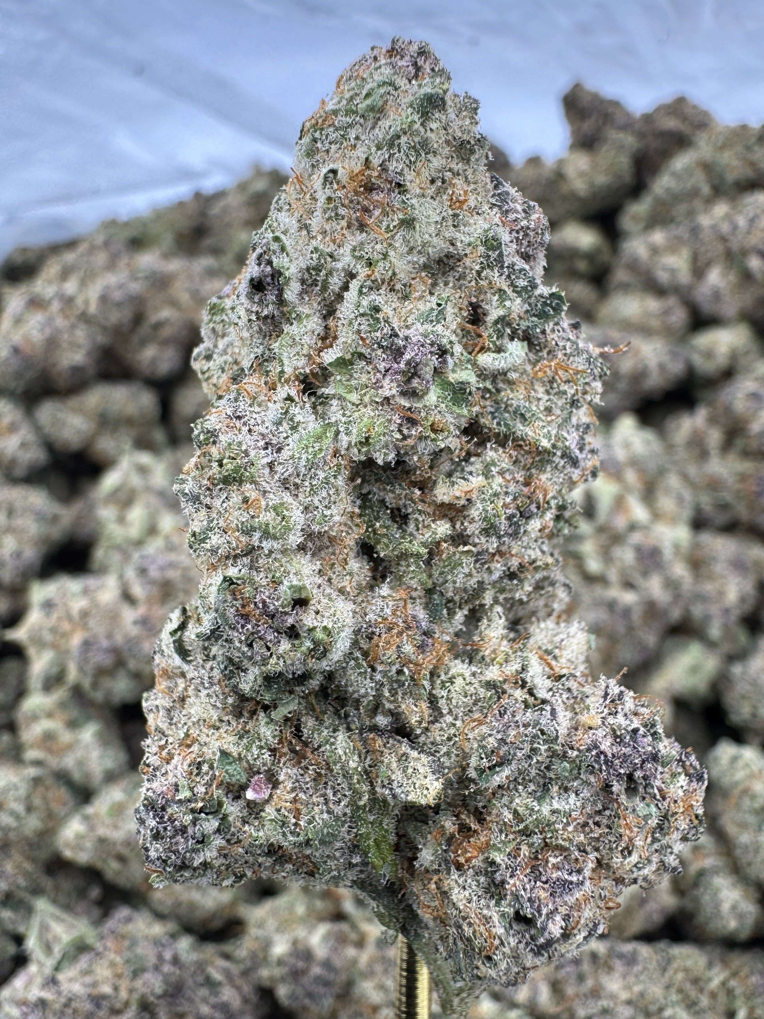 Super Buff Cherry Exotic Indoor