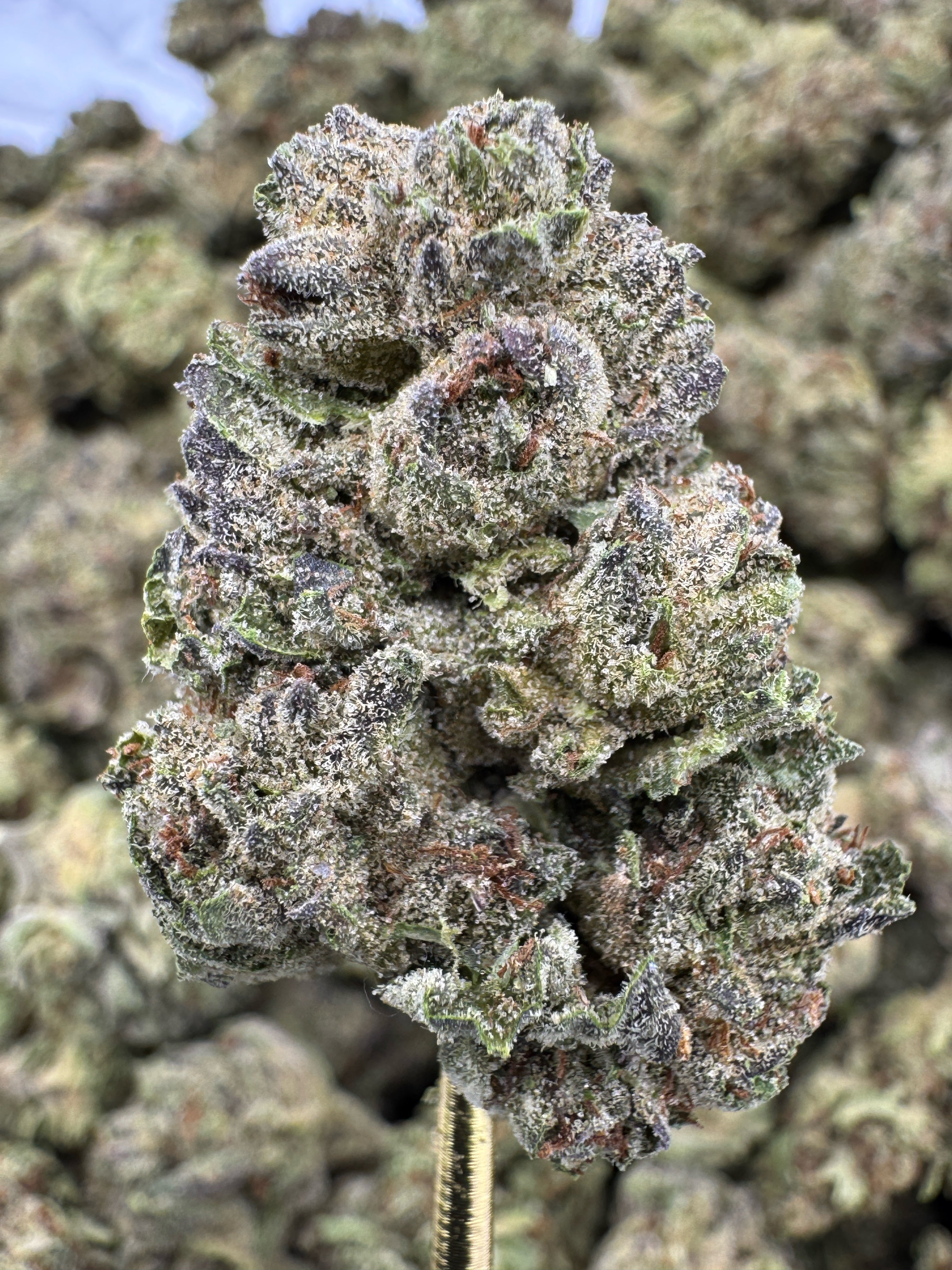 Insane Pound Cake Sygil Select