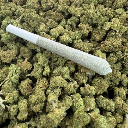 Light Dep. Pre-Rolls Box of 100