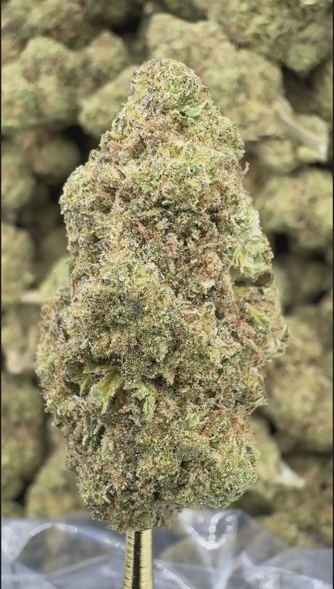 Mule Fuel | Sygil Select