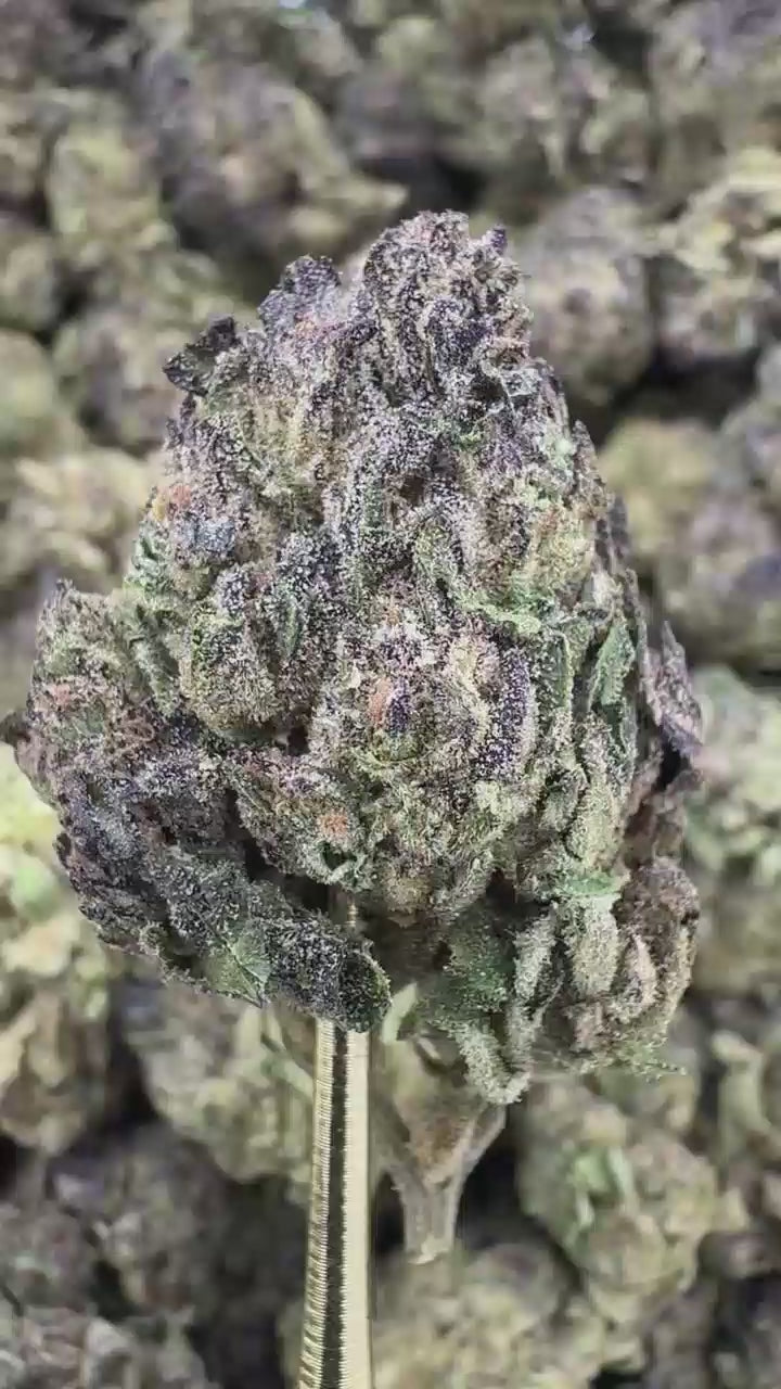 Birthday Cake | Sygil Select