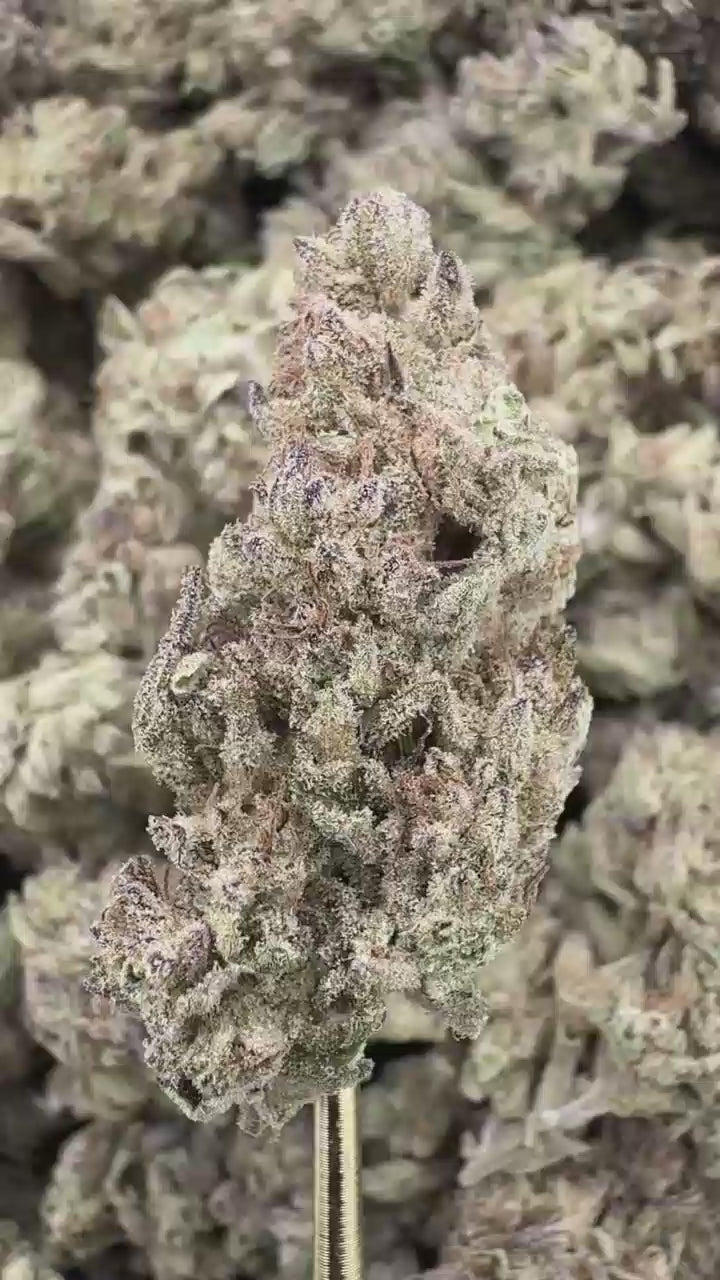 Venom OG | Sygil Select