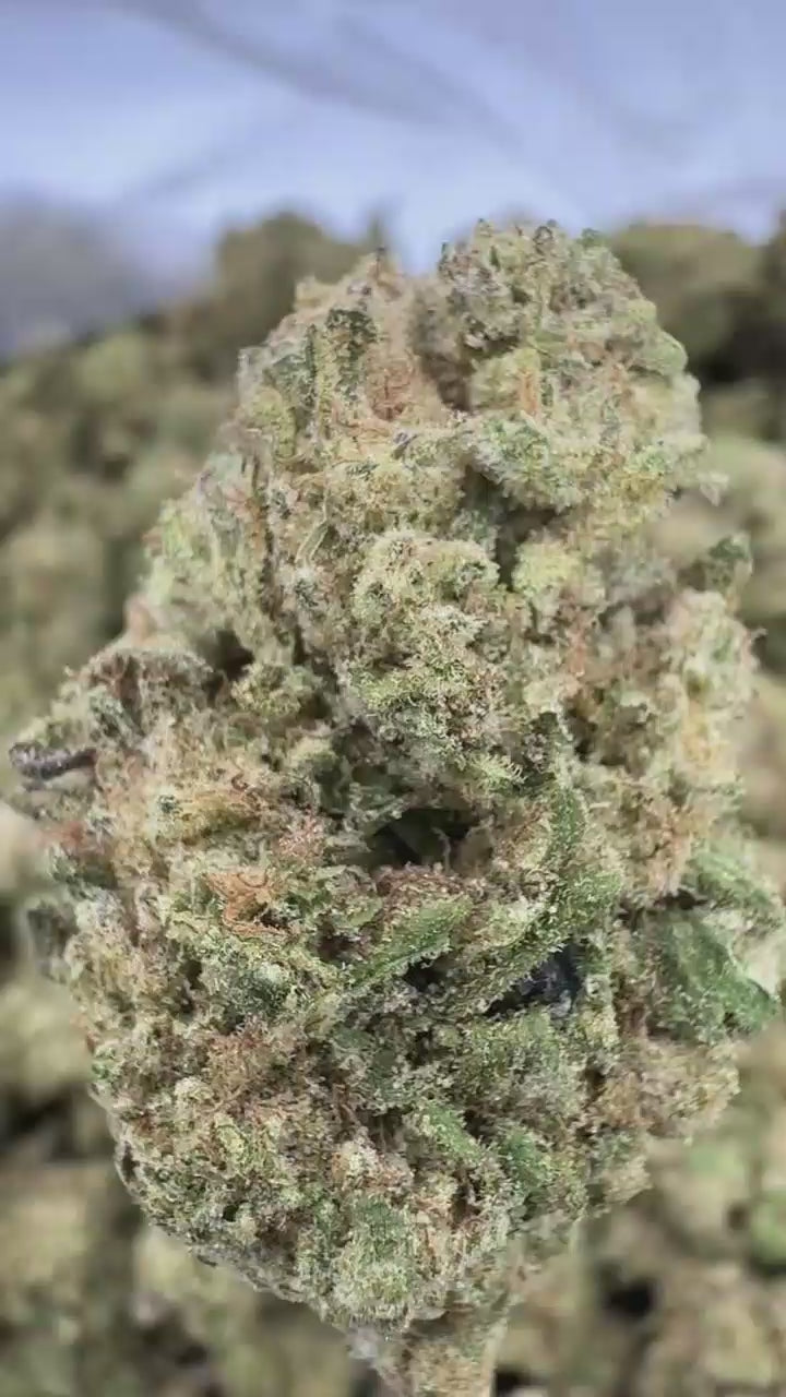 Permanent Marker | Sygil Select