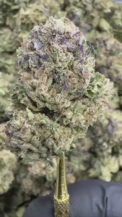 Mochi | Sygil Reserve