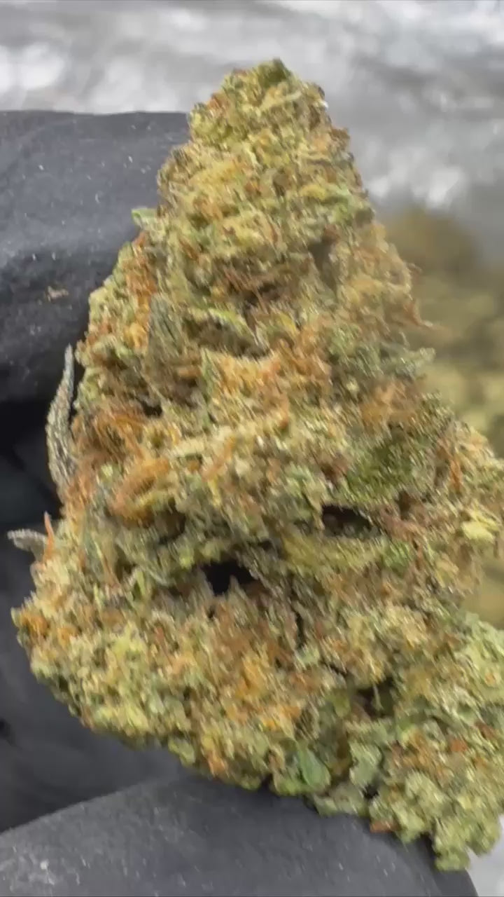 Cap Junkie | Exotic Indoor