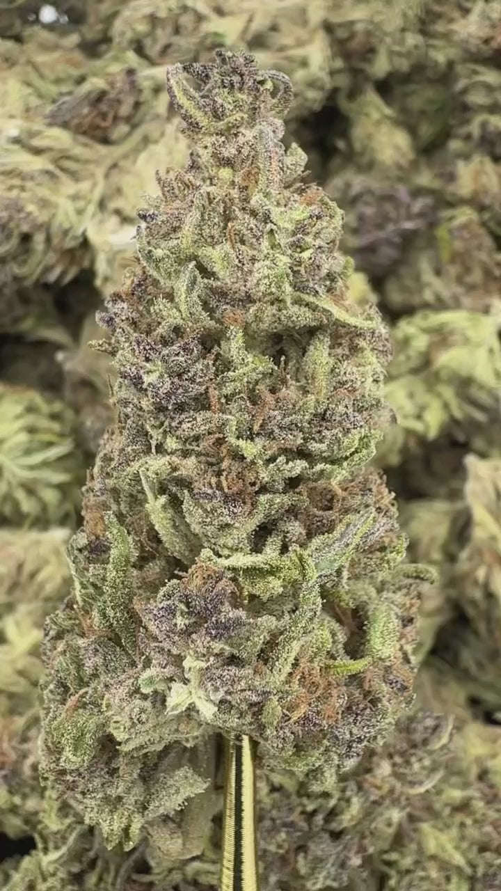 Blue Zushi | Sygil Reserve