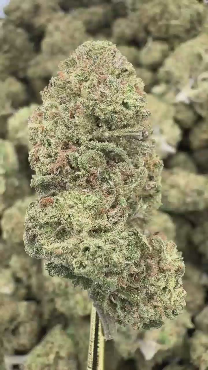 Blue Dream | Sygil Select