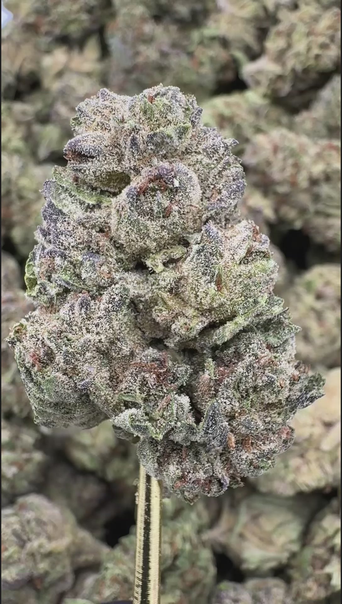 Insane Pound Cake | Sygil Select