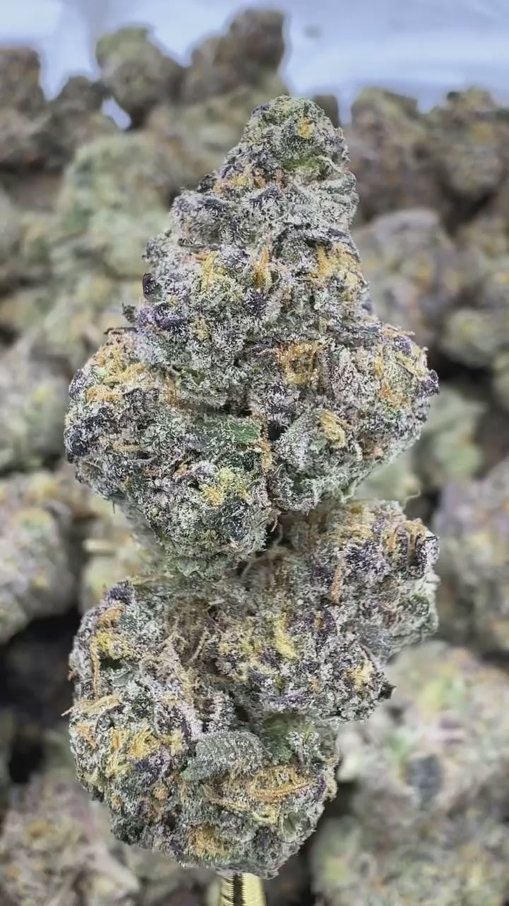 Sherlato | Exotic Indoor