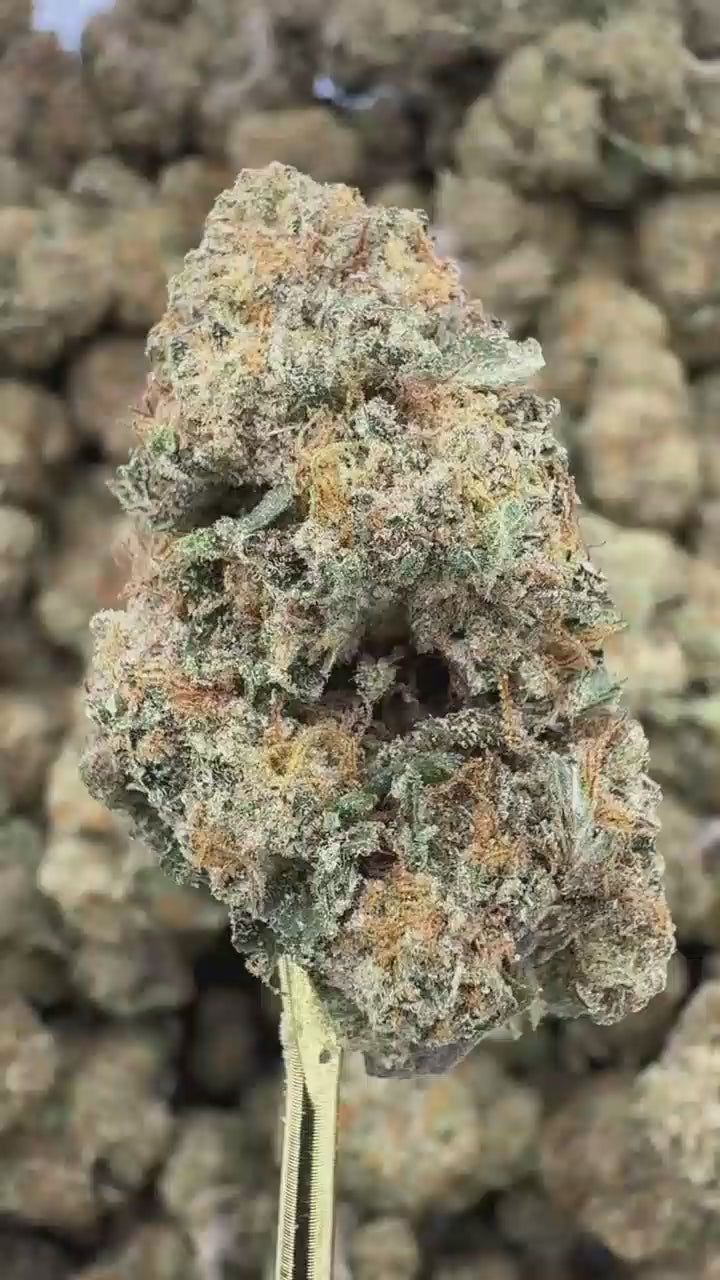 Lemon Tree | Sygil Select