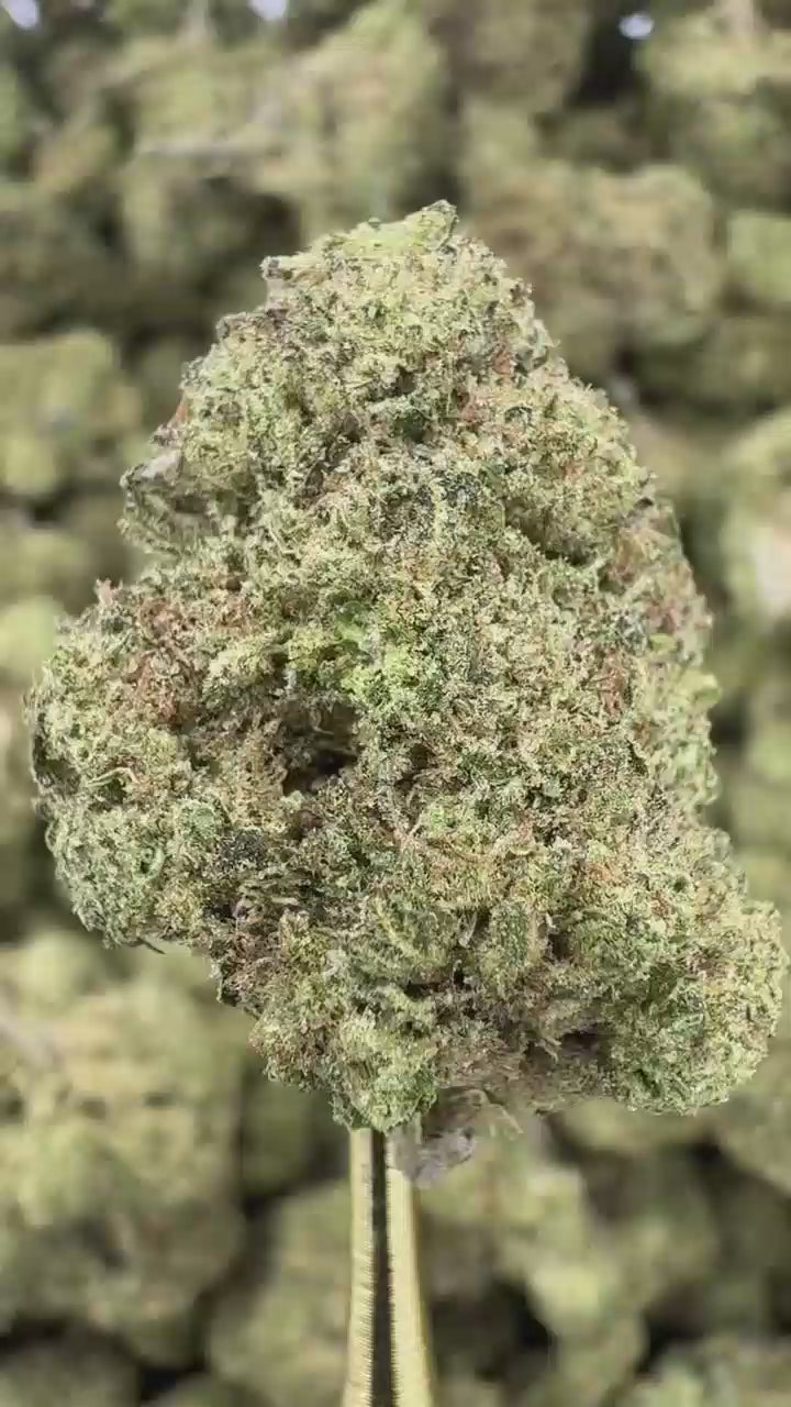 Black Amber | Sygil Select