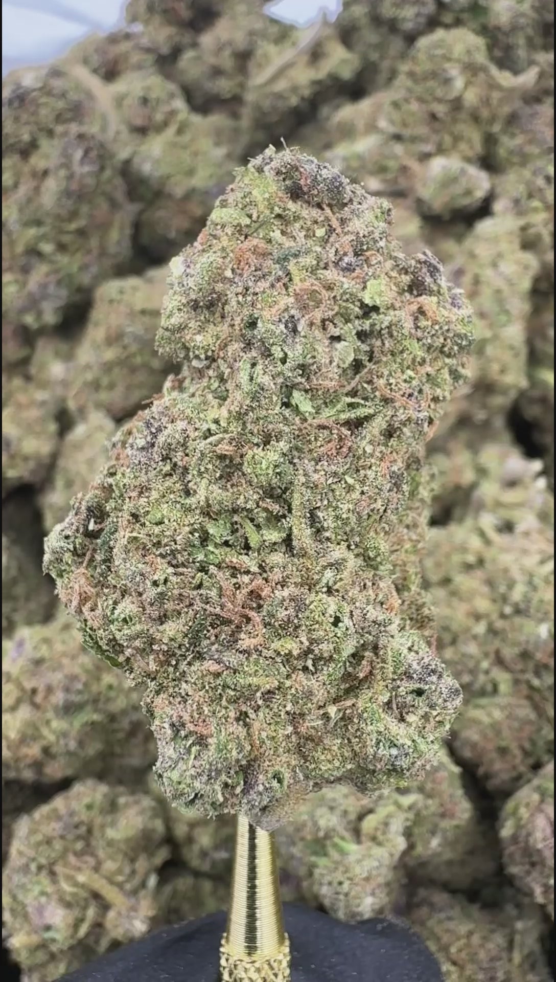 Spritzer | Sygil Select